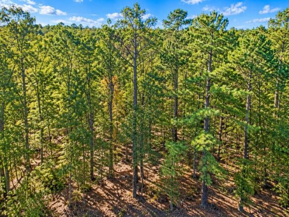 0.25-Acre Wooded Lot for Sale in Rankin County, MS!