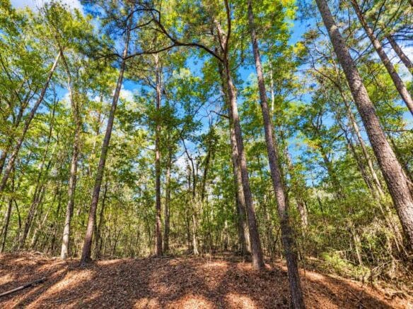 Peaceful Wooded 0.33-Acre Lot Near the Lake in Brandon, MS